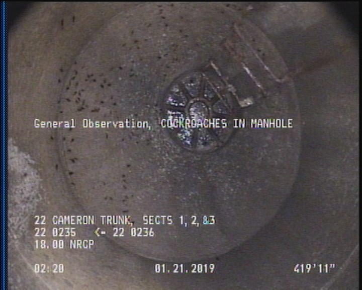 General Observation - COCKROACHES IN MANHOLE
