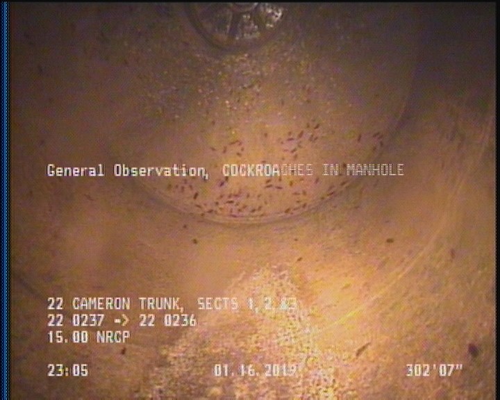 General Observation - COCKROACHES IN MANHOLE