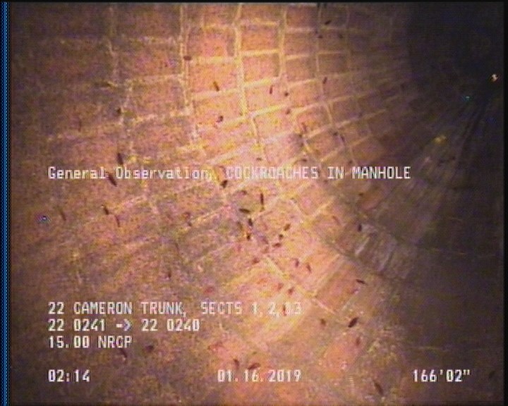 General Observation - COCKROACHES IN MANHOLE