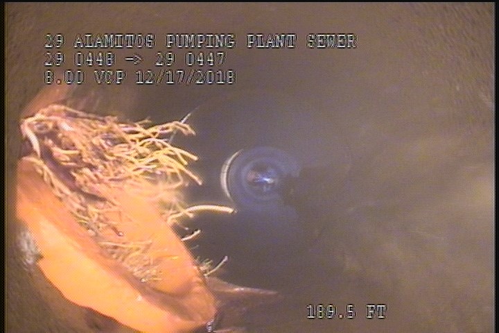 Survey Abandoned - ROOTS HAVE BEEN CLEANED