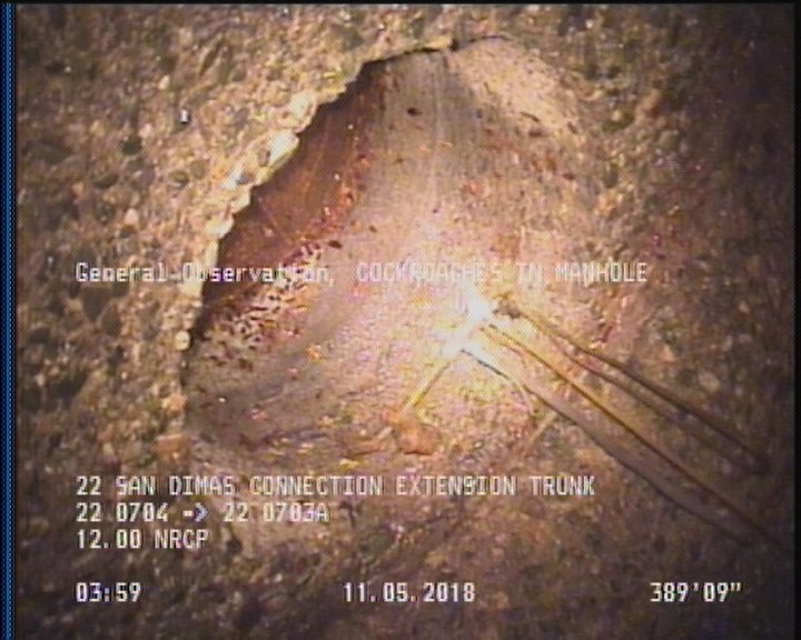 General Observation - COCKROACHES IN MANHOLE