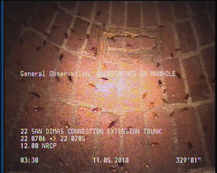 General Observation - COCKROACHES IN MANHOLE