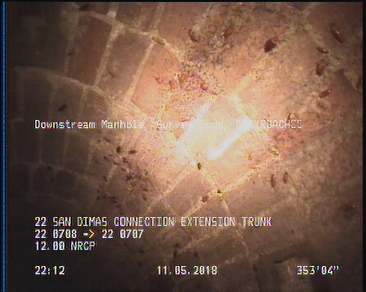 General Observation - COCKROACHES IN MANHOLE