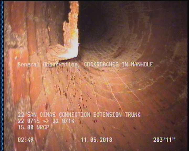 General Observation - COCKROACHES IN MANHOLE