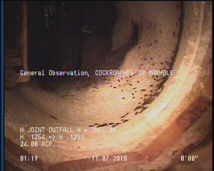 General Observation - COCKROACHES IN MANHOLE