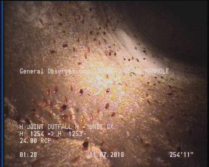 General Observation - COCKROACHES IN MANHOLE