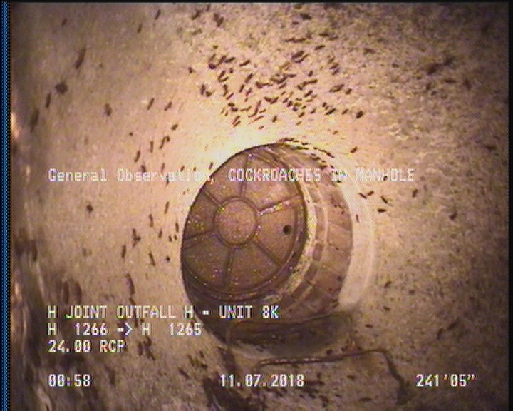 General Observation - COCKROACHES IN MANHOLE
