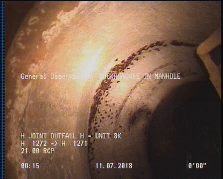 General Observation - COCKROACHES IN MANHOLE