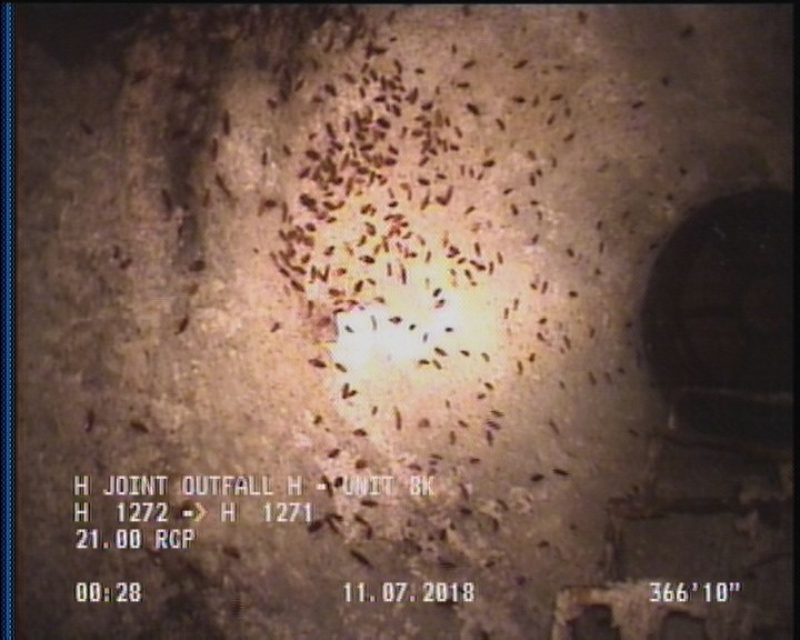 General Observation - COCKROACHES IN MANHOLE