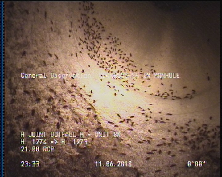 General Observation - COCKROACHES IN MANHOLE