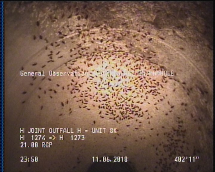 General Observation - COCKROACHES IN MANHOLE