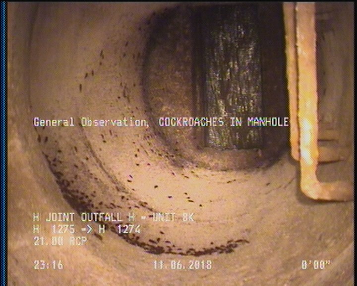 General Observation - COCKROACHES IN MANHOLE