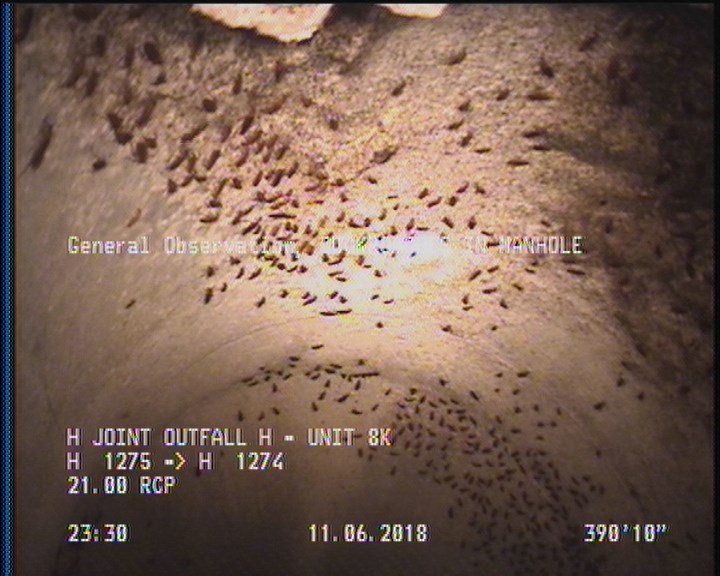 General Observation - COCKROACHES IN MANHOLE