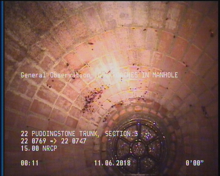 General Observation - COCKROACHES IN MANHOLE