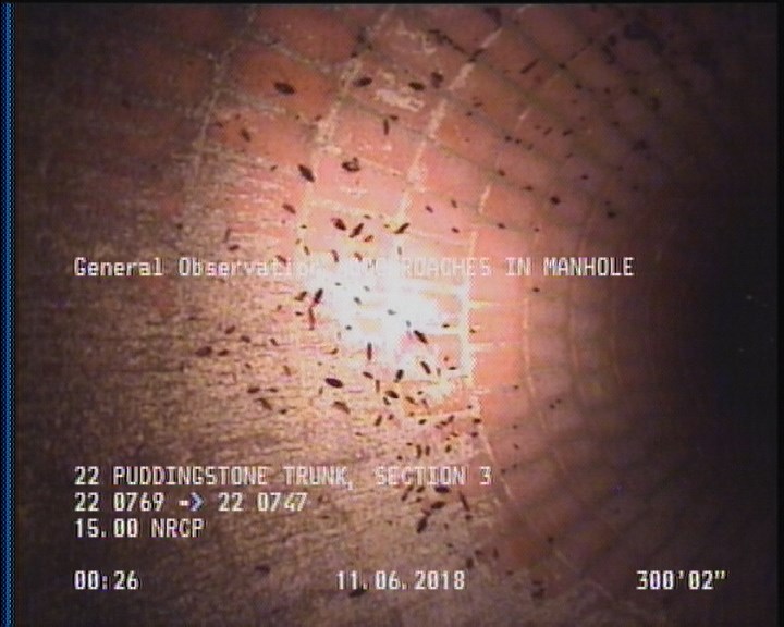 General Observation - COCKROACHES IN MANHOLE