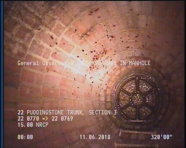 General Observation - COCKROACHES IN MANHOLE