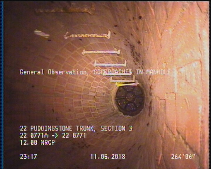 General Observation - COCKROACHES IN MANHOLE