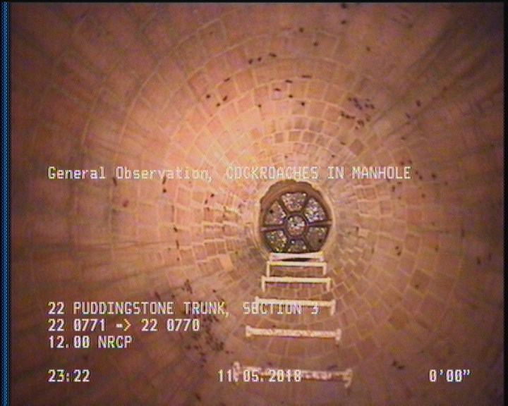 General Observation - COCKROACHES IN MANHOLE