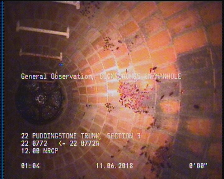 General Observation - COCKROACHES IN MANHOLE
