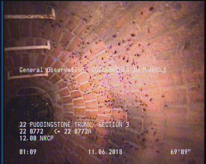 General Observation - COCKROACHES IN MANHOLE