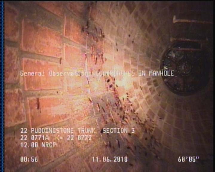 General Observation - COCKROACHES IN MANHOLE