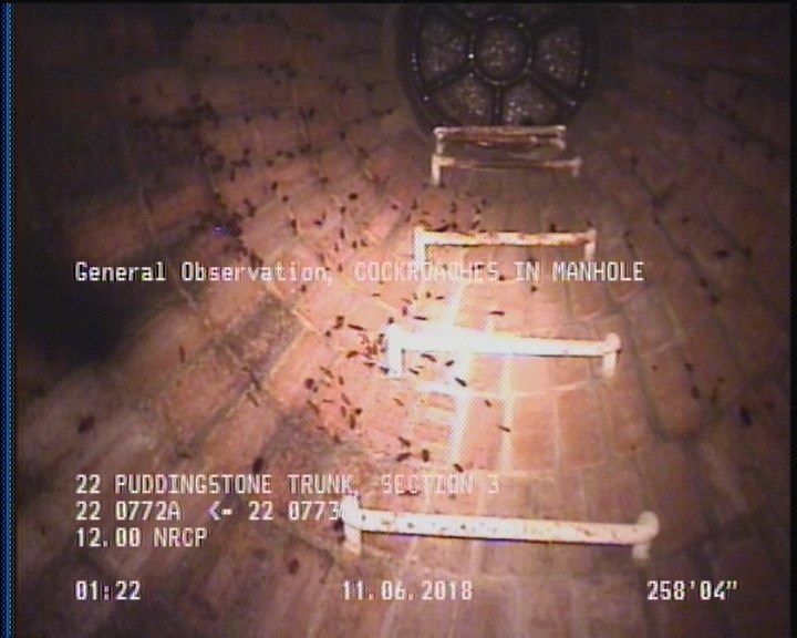 General Observation - COCKROACHES IN MANHOLE
