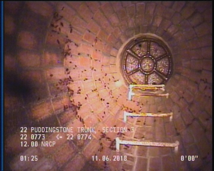 General Observation - COCKROACHES IN MANHOLE
