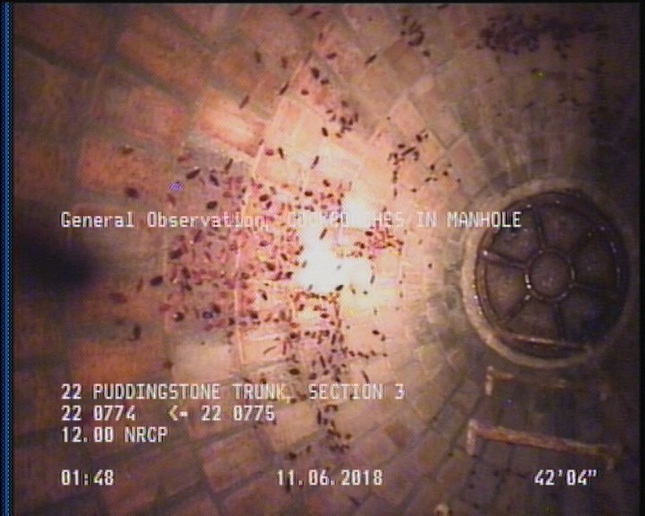General Observation - COCKROACHES IN MANHOLE