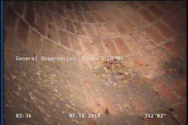 General Observation - ROACHES IN MH