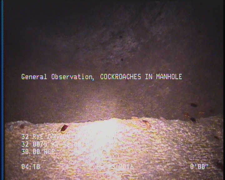 General Observation - COCKROACHES IN MANHOLE