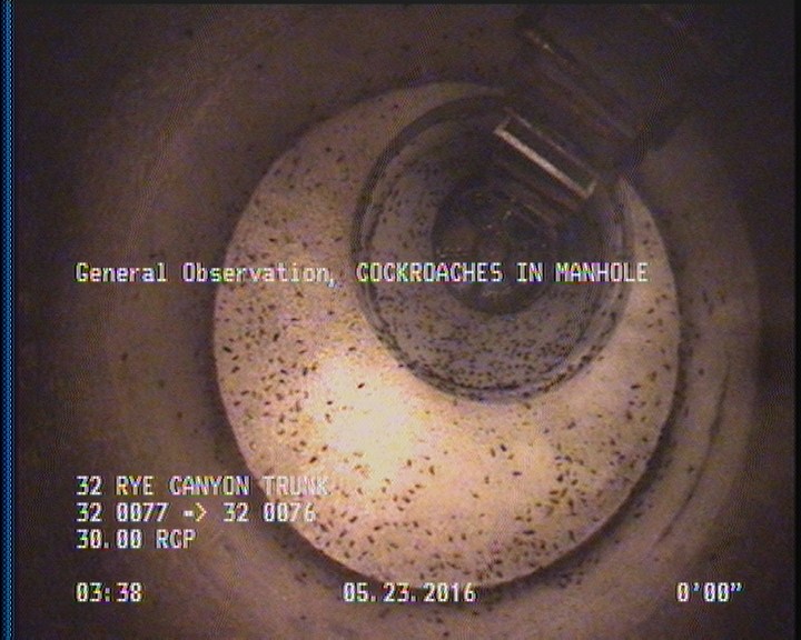 General Observation - COCKROACHES IN MANHOLE