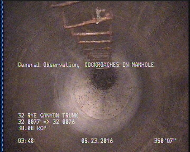 General Observation - COCKROACHES IN MANHOLE