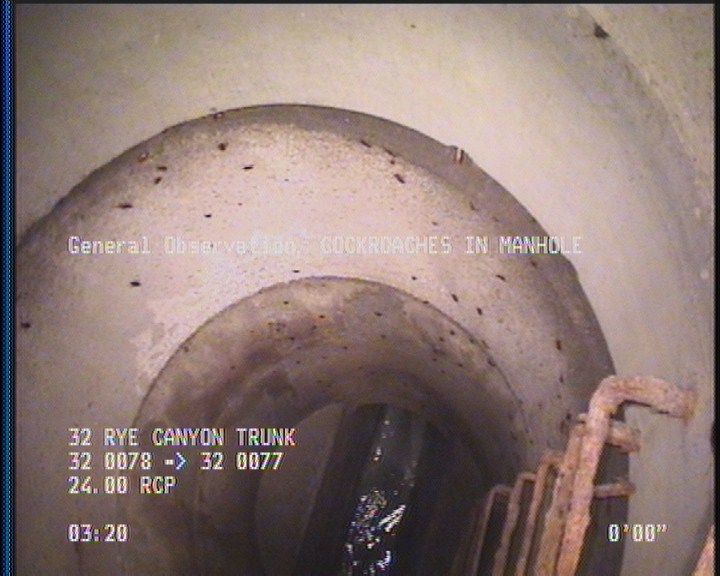 General Observation - COCKROACHES IN MANHOLE
