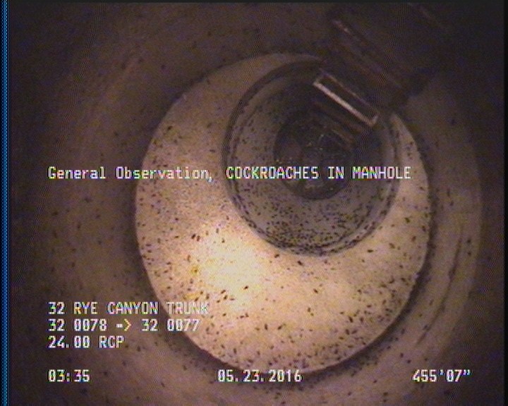 General Observation - COCKROACHES IN MANHOLE