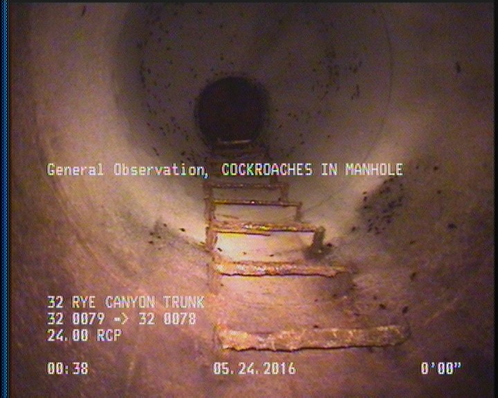General Observation - COCKROACHES IN MANHOLE