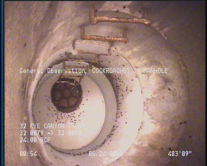 General Observation - COCKROACHES IN MANHOLE