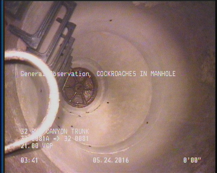 General Observation - COCKROACHES IN MANHOLE