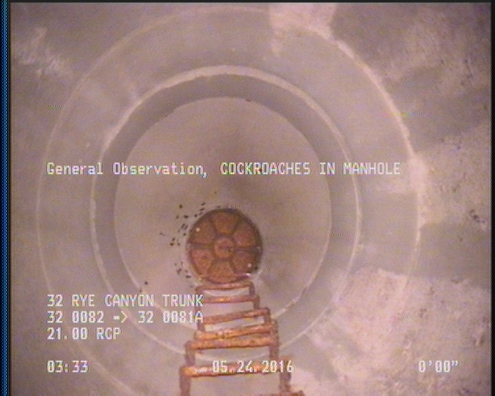 General Observation - COCKROACHES IN MANHOLE