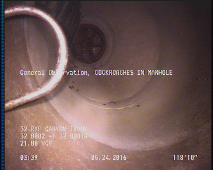 General Observation - COCKROACHES IN MANHOLE
