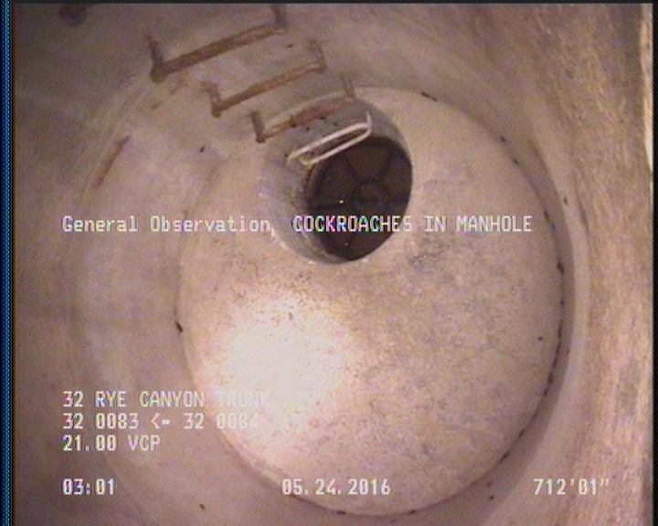 General Observation - COCKROACHES IN MANHOLE