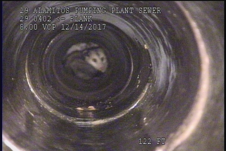 General Observation - POSSUM IN PIPE