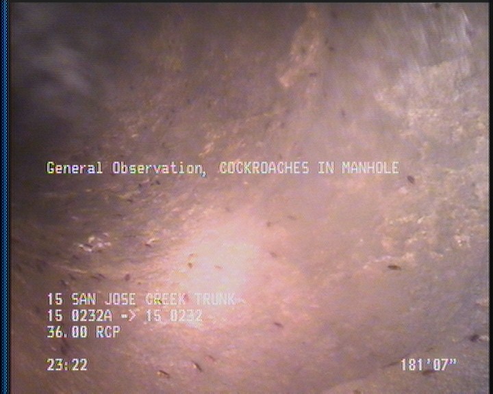 General Observation - COCKROACHES IN MANHOLE
