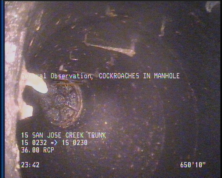 General Observation - COCKROACHES IN MANHOLE