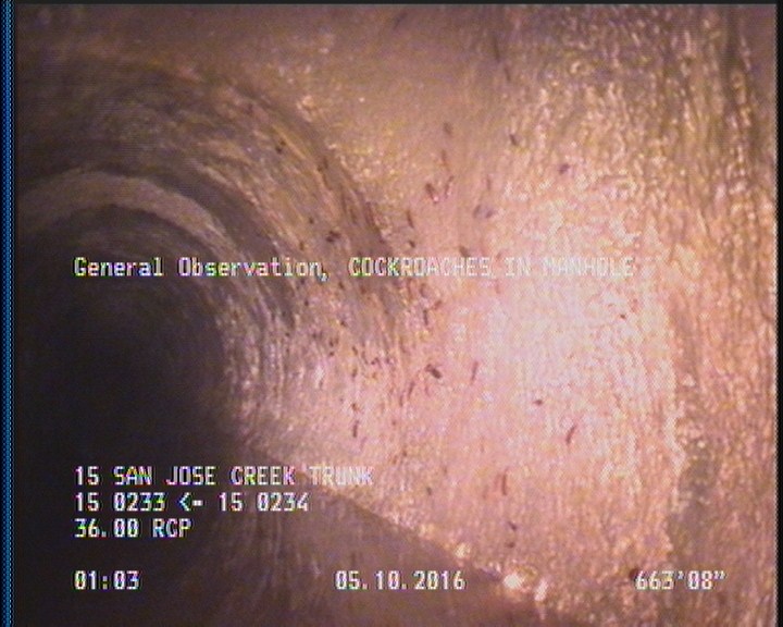 General Observation - COCKROACHES IN MANHOLE