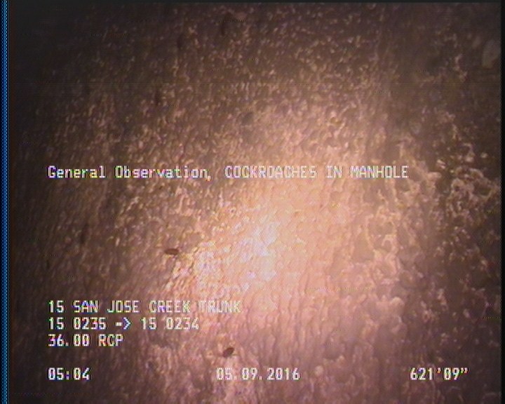 General Observation - COCKROACHES IN MANHOLE