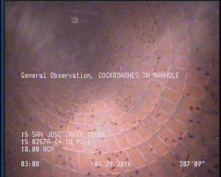 General Observation - COCKROACHES IN MANHOLE