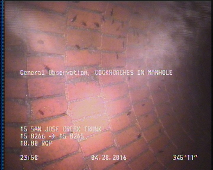 General Observation - COCKROACHES IN MANHOLE