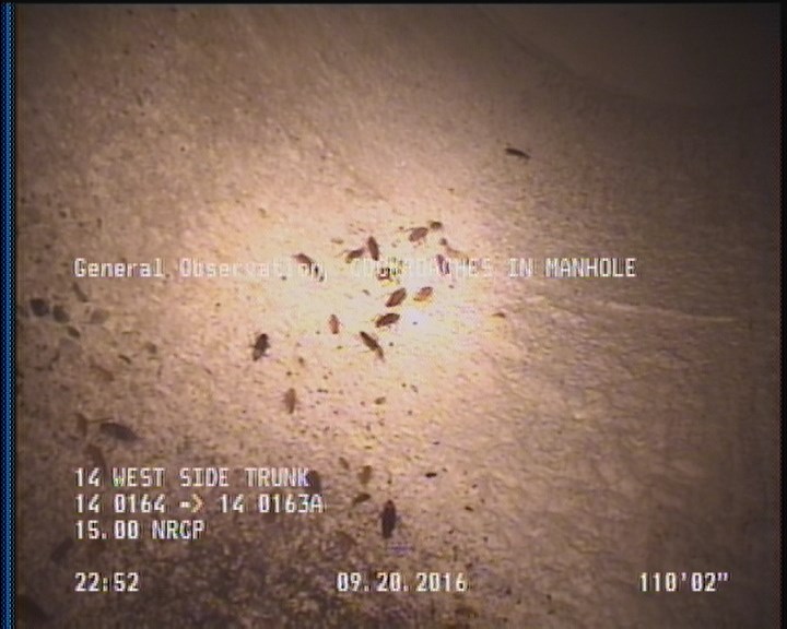 General Observation - COCKROACHES IN MANHOLE