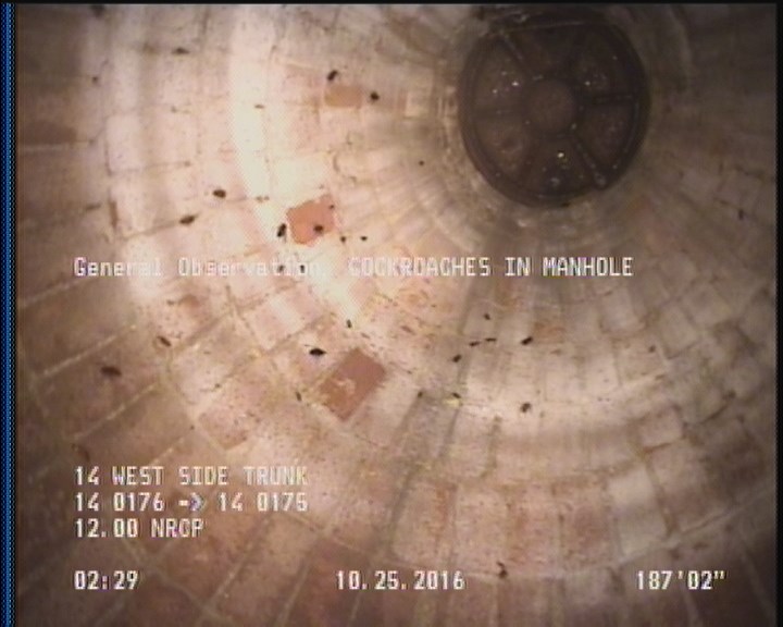 General Observation - COCKROACHES IN MANHOLE