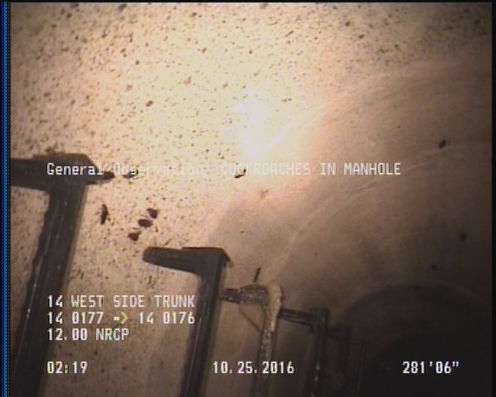 General Observation - COCKROACHES IN MANHOLE